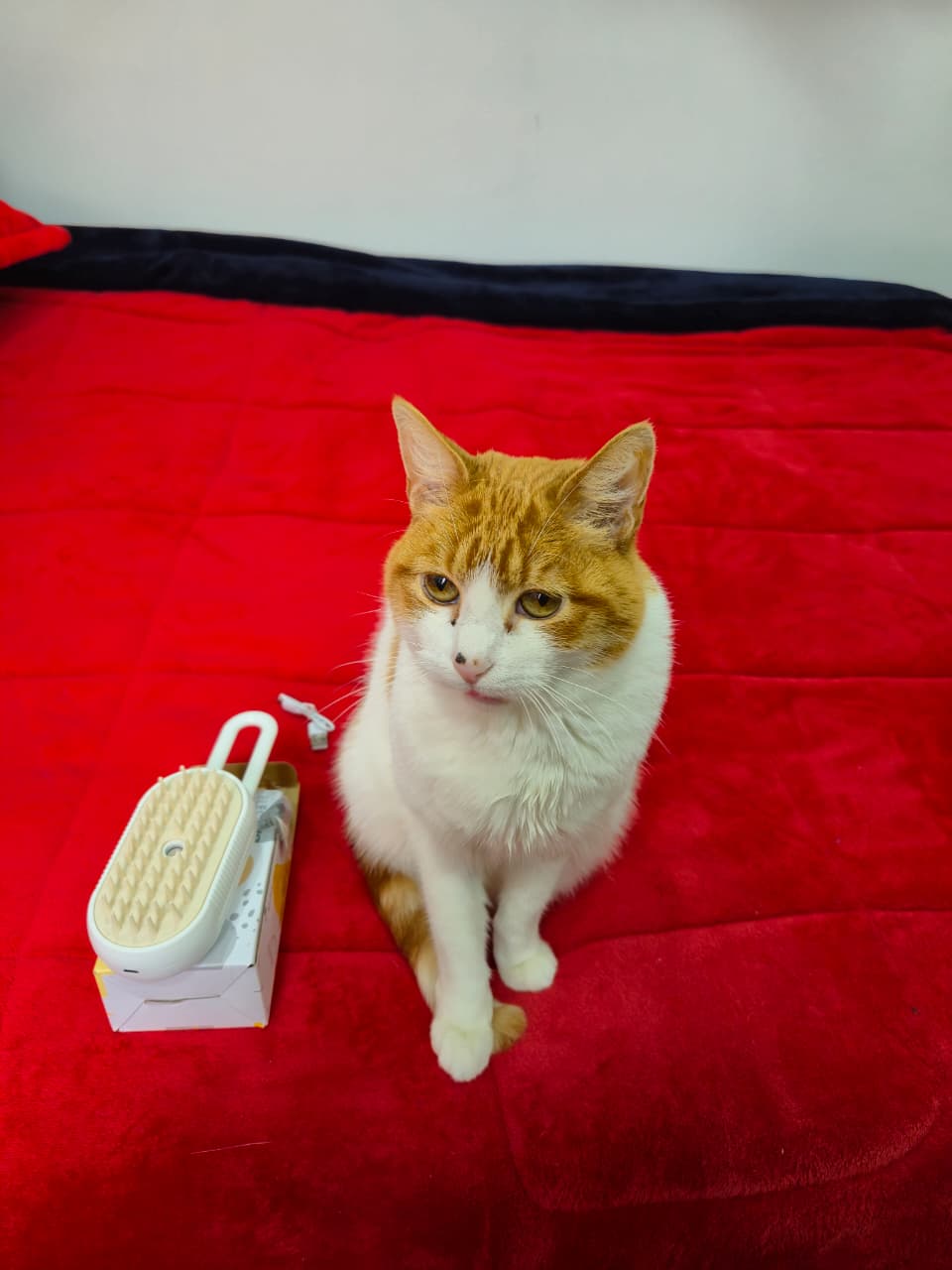 Cepillo de Vapor para Gatos Eléctrico y Removedor de Pelo Suave