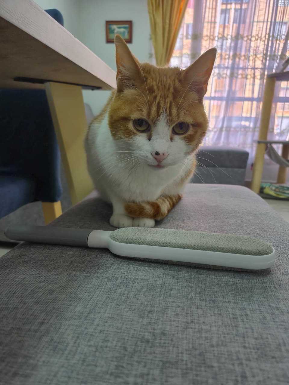 Cepillo arranca pelos de mascota