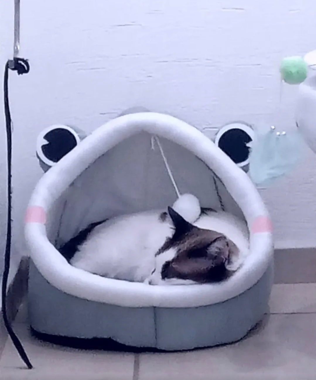 juguetes y accesorios para gatos